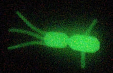 Load image into Gallery viewer, 1" ice mite, glow
