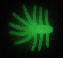 Load image into Gallery viewer, 0.625" Mini Spiders, glow