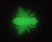 Load image into Gallery viewer, 0.6" Ice Flys, glow