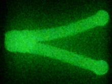 Load image into Gallery viewer, 7/8" Wishbone, glow