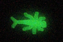 Load image into Gallery viewer, 1/2" itsy bitsy, glow