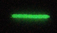 Load image into Gallery viewer, 1" bloodworm, glow