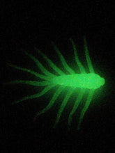 Load image into Gallery viewer, 1 3/8" bream bugs, glow