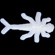 Load image into Gallery viewer, 1/2" itsy bitsy, white