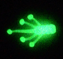 Load image into Gallery viewer, 1" Duster, glow