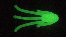 Load image into Gallery viewer, 7/8" mustache bugs, glow