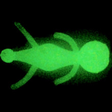 Load image into Gallery viewer, 1" Ice Gecko