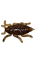 Load image into Gallery viewer, 1/2&quot; maybug, brown w/black fleck

