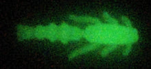 Load image into Gallery viewer, 3/4&quot; Versabug Jr.
