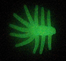 Load image into Gallery viewer, 0.625&quot; Mini Spiders, glow

