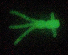 Load image into Gallery viewer, 0.625&quot; ice mite jr., glow
