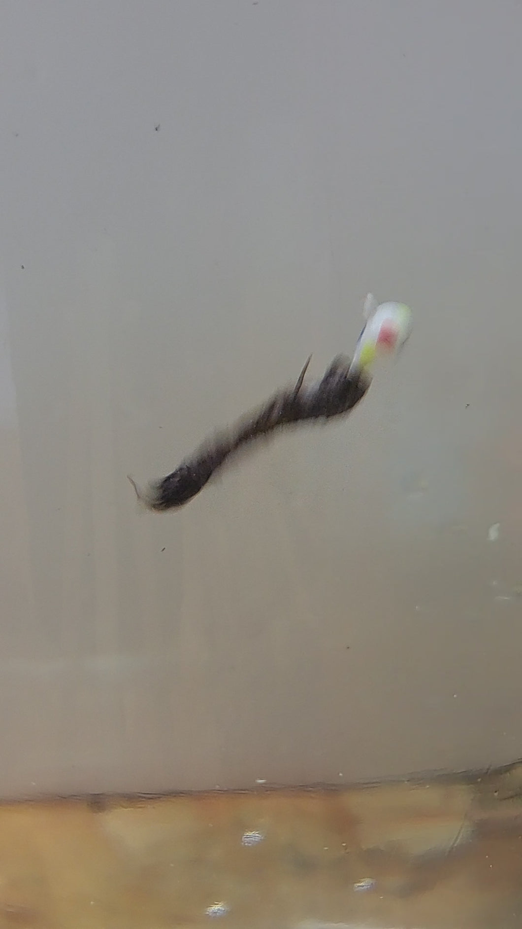 Beaver tail, video demonstration