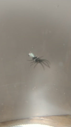 0.75" ice spider micro plastic