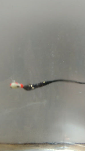 1.6" Ice Cobra paired up with a 4mm tungsten jig